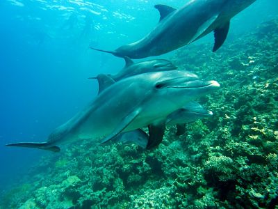 Paradoja de fermi: delfines