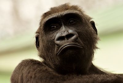Paradoja de Fermi: primate